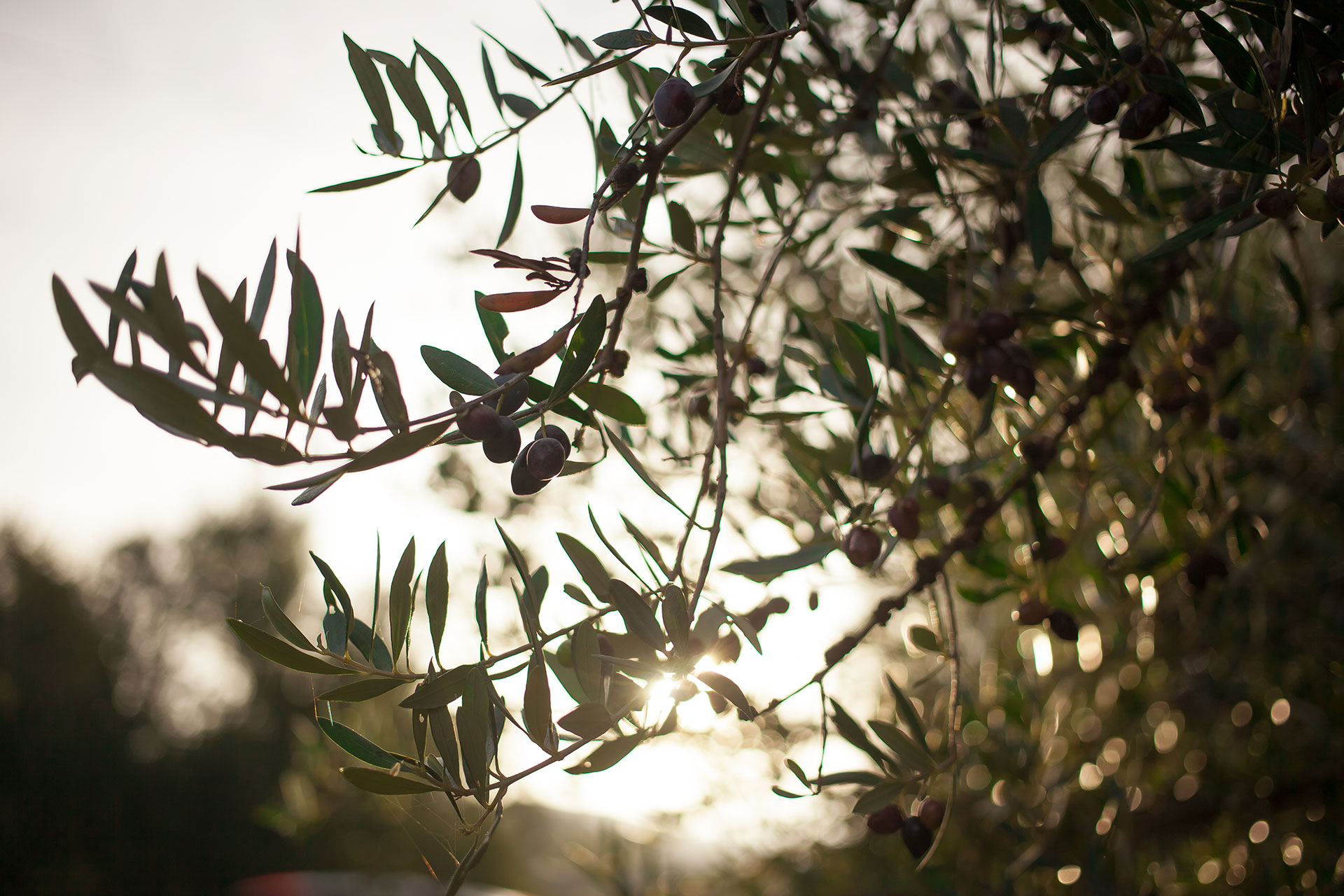 Oblivion Olivenöl - Olivenzweige eines Olivenbaumes, im Hintergrund der Sonnenuntergang